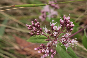 natural pink carphephorus flower photo