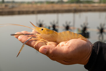 The shrimp on the hand, the back is where the shrimp are.