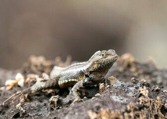 San Cristóbal lava lizard (Microlophus bivittatus), an endemic reptile in Galapagos