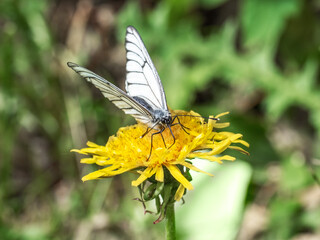 A butterfly with striped wings collects nectar from dandelions on a yakka sunny meadow