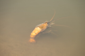 The shrimp on the hand, the back is where the shrimp are.