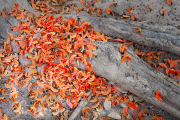 Plenty of orange flowers of bastarg teak fall on the ground and its root, in summer of tropical country