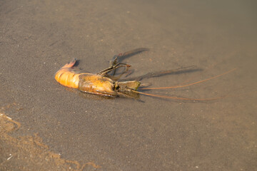 The shrimp on the hand, the back is where the shrimp are.