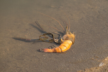 The shrimp on the hand, the back is where the shrimp are.