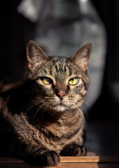 Retrato de gato europeo con ojos verdosos