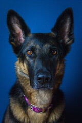 Retrato de pastor alemán con fondo azul.