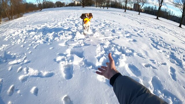 Doggy run to owner and bring back toy, playing fetch game at winter park. First person view, slow motion shot, man stretch out hand towards pet, then catch and pat dog head