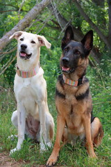 Perros grandes retratados en exterior, en naturaleza