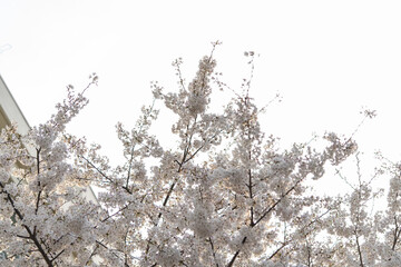 学校の桜