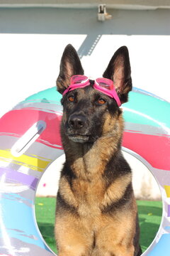 Perro pastor alemán disfrazado para verano con gafas de agua y flotador