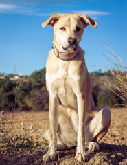 Perro mast&iacute;n al aire libre, concepto naturaleza mascotas.