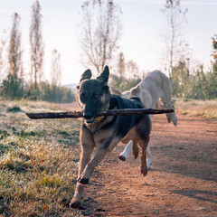 Perros jugando en la naturaleza