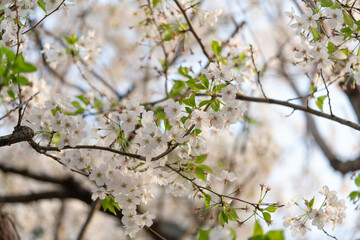 学校中の桜