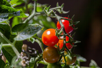 Ripe natural tomatoes growing on a branch at home during the pandemic
