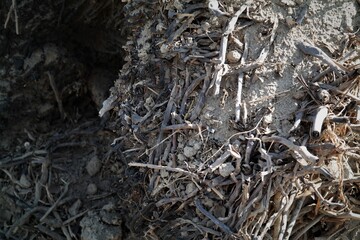 dry tree roots for background, selective focus, close up