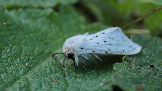 natural spilosoma lubricipeda moth photo