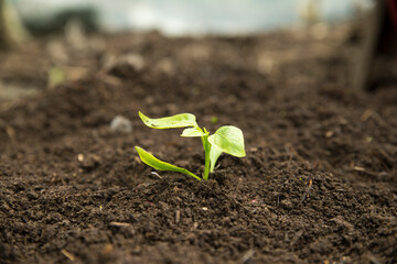 seedlings in drawers. sprouts of tomatoes .fresh foliage in agroculture