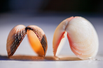 Close-up of two bivalve seashell. © Kira0Kirina