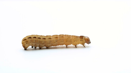 Close up of a Large Yellow Underwing moth caterpillar. Scientific name Noctua pronuba. Caterpiller is isolated on a white background. Could be used for identification. 