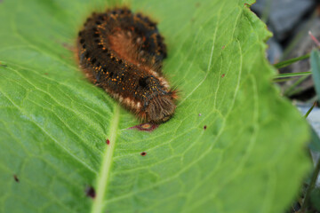 A close up of a Drinker Moth caterpillar. Scientific name  Euthrix potatoria. Its name derives from the fact that it drinks dew drops.