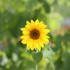 blossoming sunflower flower on a blurred green background. orange summer mood