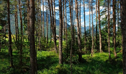 Fototapeta premium Beautiful alpine landscape with green meadows, alpine cottages and mountain peaks, Lechtal, Lech, Austria