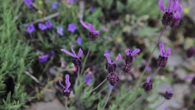Purple flower shaking with the wind