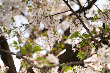 桜、 sakura,