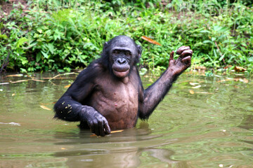 male bonobo standing in the water