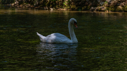 swan on the lake