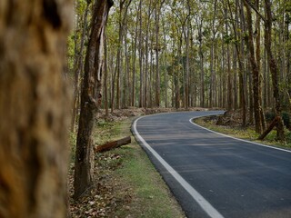 Obraz premium Forest Road