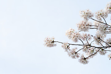 花, sakura, 青空、サクラ、桜