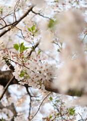 桜、 sakura,