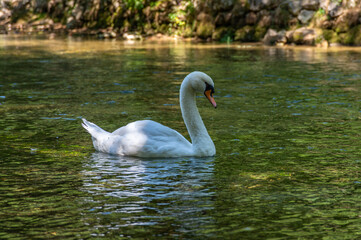 swan on the river