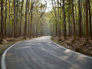 Forest Road