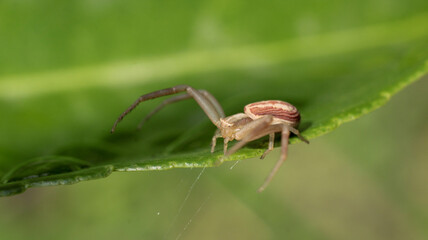 natural thomisus onustus spider photo