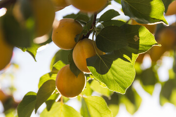 Apricots on apricot tree. Summer fruits. Ripe apricots on a tree branch.