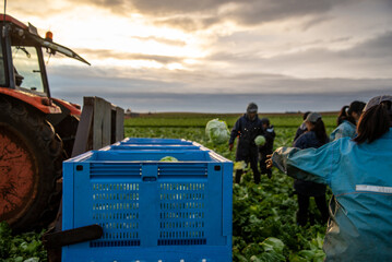 Group of People Harvesting Lettuce in a Farmland. Farm Workers © nicolas