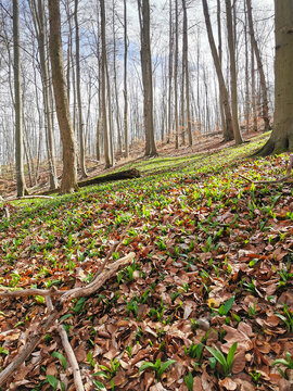 Bärlauch im Naturschutzgebiet im Buchenwald, eßbare Wildpflanze, Ettersberg bei Weimar, Thüringen