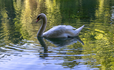 Fototapeta premium swan