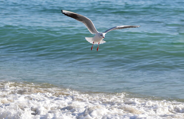 Fototapeta na wymiar seagull flies over the foam from the waves