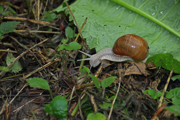Geh&auml;useschnecke