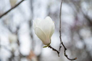 Magnolia white blossom tree flowers, close up branch, outdoor.