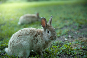 Close up photo of a cute light brown rabbit
