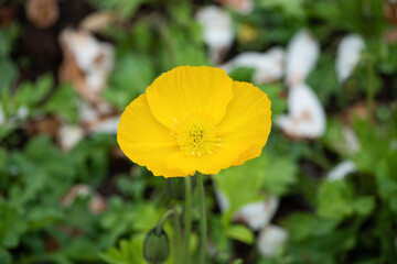 Corn Poppy Flowers Papaver rhoeas in Spring