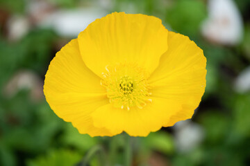 Corn Poppy Flowers Papaver rhoeas in Spring