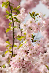Japanese cherry tre blossoms in spring