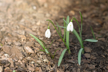 Snowdrop or common snowdrop (Galanthus nivalis) flowers.Snowdrops after the snow has melted. In the forest in the wild in spring snowdrops bloom.
