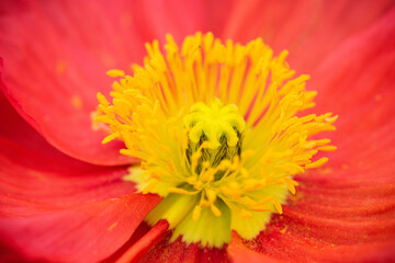 red flower close-up, abstract background.corn poppy