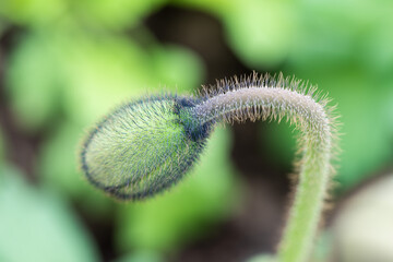 The flower bud of corn poppy